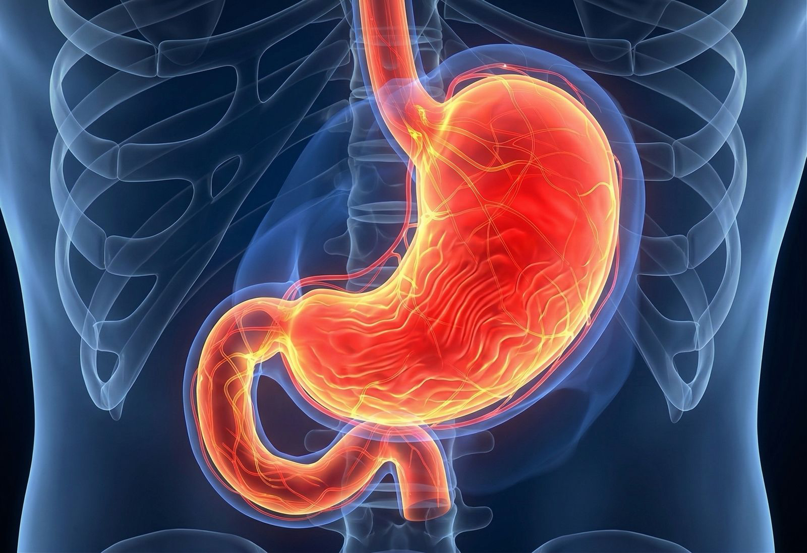 Stomach illustration